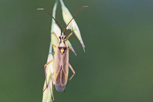 Réf. 284 295 : Leptopterna sp.